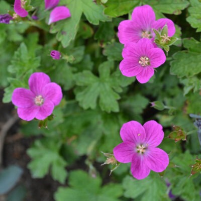 GERANIUM 'Elizabeth Ross'