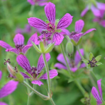 GERANIUM 'Kanahitobanawa'
