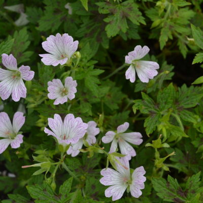 GERANIUM x oxonianum 'Katherine Adele'