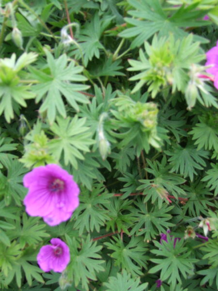 GERANIUM 'Khan'
