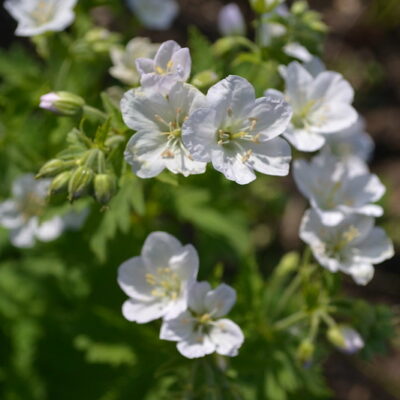 GERANIUM 'Mary Mottram'