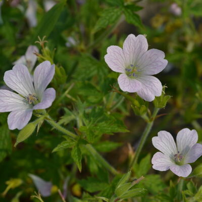 GERANIUM 'Menna Bach'