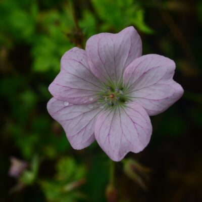 GERANIUM 'Meryl Anne'