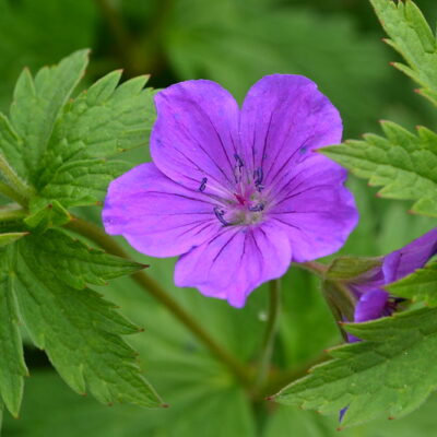 GERANIUM 'Mrs Jean Moss'