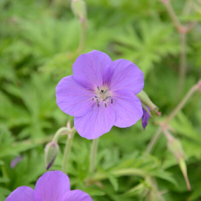GERANIUM 'Nunwood Purple' (Mail Order)