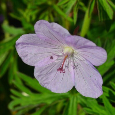 GERANIUM 'Orkney Mist'