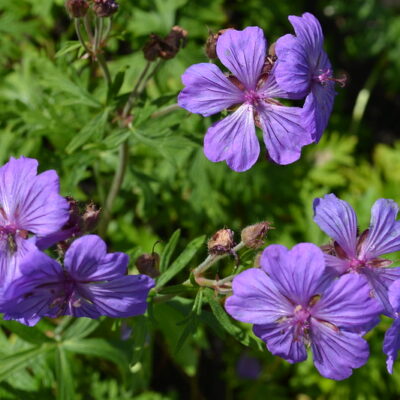 GERANIUM tuberosum 'Rosie's Mauve'