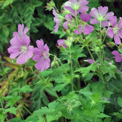 GERANIUM 'Sirak'