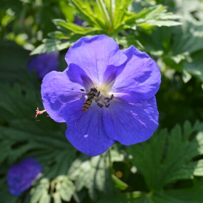 GERANIUM 'Spinners'