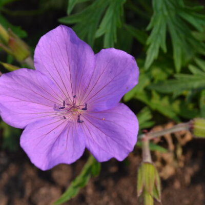 GERANIUM 'Tinpenny Mauve'