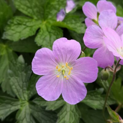 GERANIUM maculatum 'Vickie Lynn'