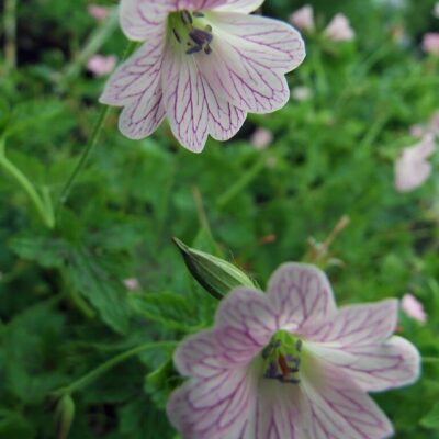 GERANIUM x oxonianum 'Walter's Gift' (Mail Order)