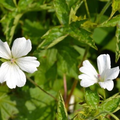GERANIUM 'White Doves'