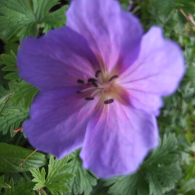 GERANIUM himalayense 'Baby Blue'