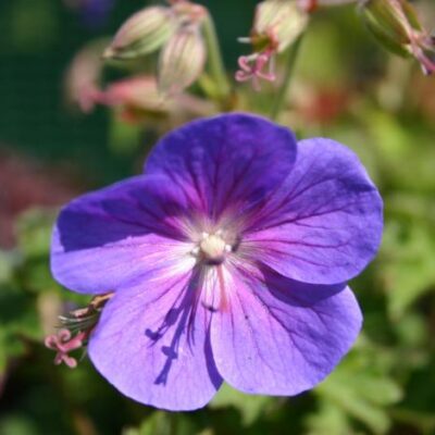 GERANIUM himalayense 'Gravetye'