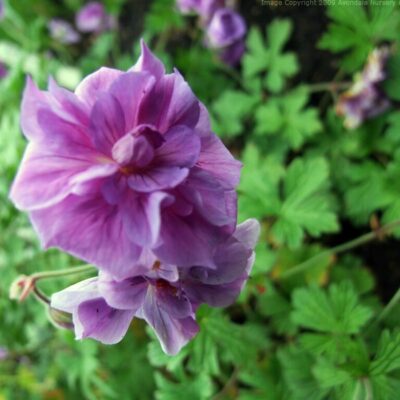 GERANIUM himalayense 'Plenum'