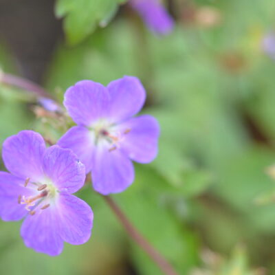 GERANIUM maculatum 'Spring Purple'