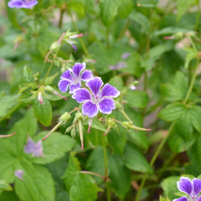 GERANIUM nodosum 'Blueberry Ice'