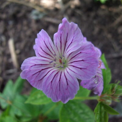 GERANIUM nodosum 'Hexham Big Eye'