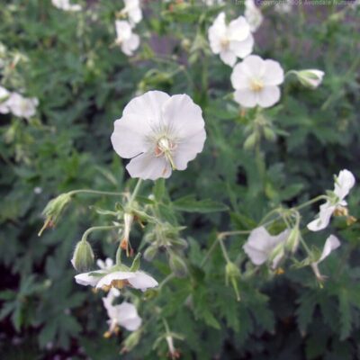 GERANIUM phaeum 'Album'