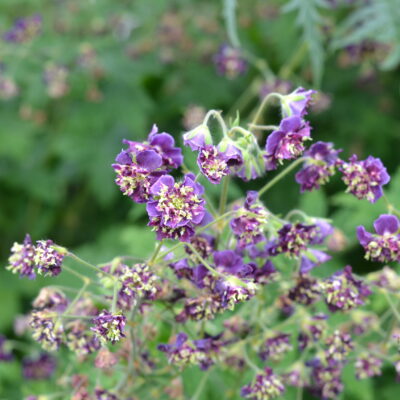 GERANIUM phaeum 'Joseph Green'