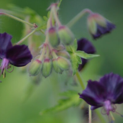 GERANIUM phaeum 'Lisa'