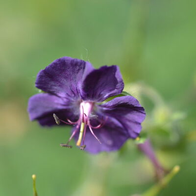 GERANIUM phaeum 'Our Pat'