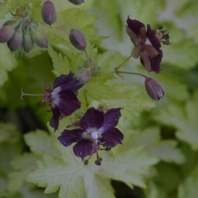 GERANIUM phaeum 'Sericourt'