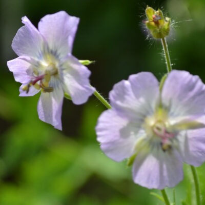 GERANIUM phaeum 'Walkure'