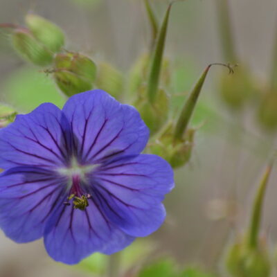 GERANIUM platypetalum 'Genyell'