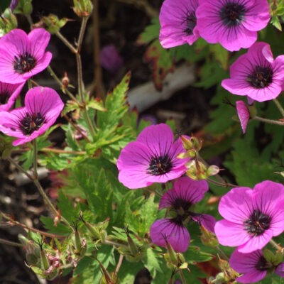 GERANIUM psilostemon