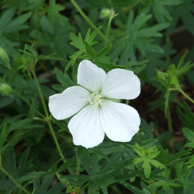 GERANIUM sanguineum 'Album'