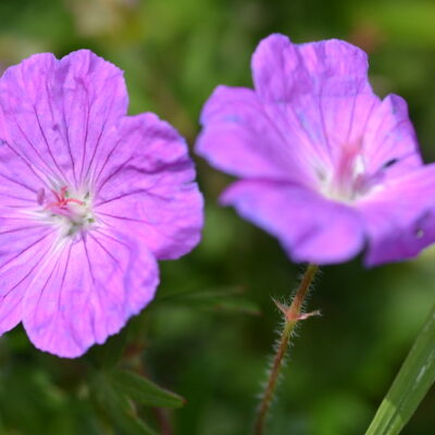 GERANIUM sanguineum 'Bloody Graham'