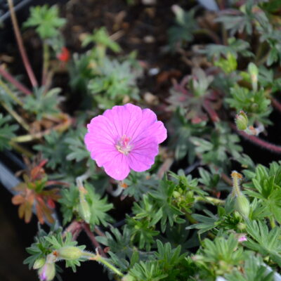 GERANIUM sanguineum 'John Elsley'