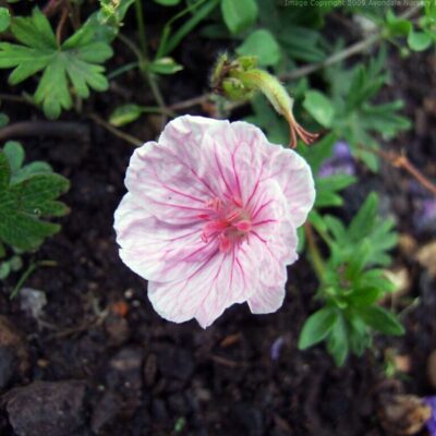 GERANIUM sanguineum var. striatum