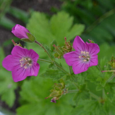 GERANIUM sylvaticum 'Greek Fire'