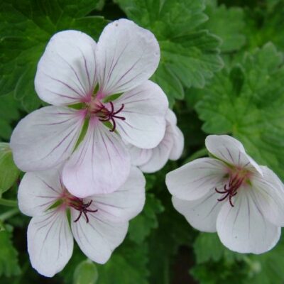 GERANIUM 'Coombland White'