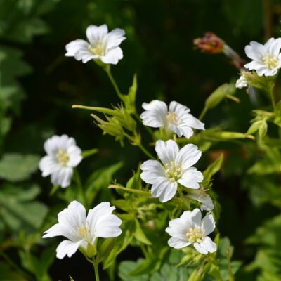 GERANIUM nodosum 'Wreighburn House White' (Mail Order)