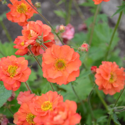 GEUM 'Scarlet Tempest'