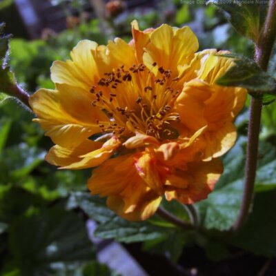 GEUM 'Abendsonne'