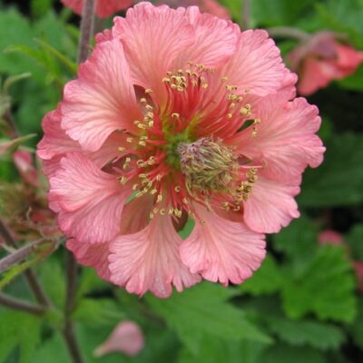 GEUM 'Bell Bank' (Mail Order)