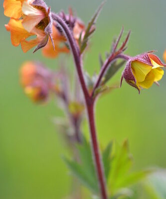 GEUM 'Blood Orange'