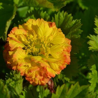 GEUM 'Can Can'