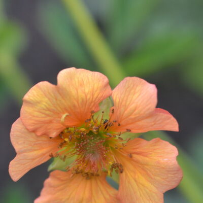 GEUM 'Coral Supreme'