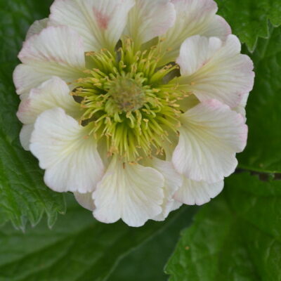 GEUM 'Eden Valley Angel'