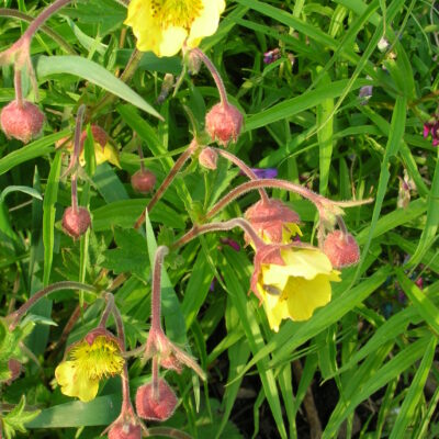 GEUM 'Farmer John Cross'