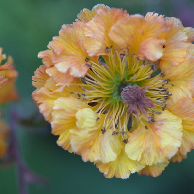 GEUM 'Golden Joy'