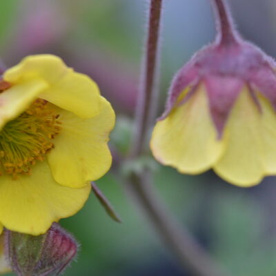 GEUM 'Herterton Primrose'