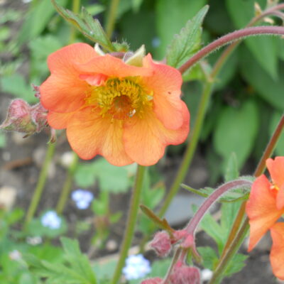 GEUM 'Hilltop Beacon'