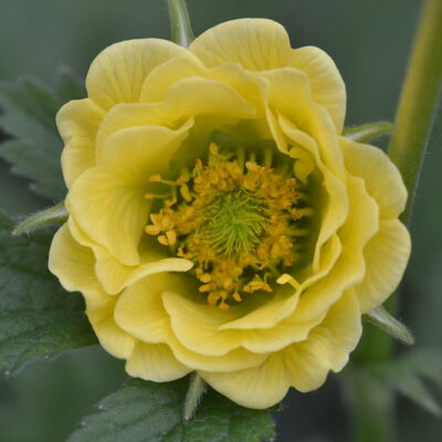 GEUM 'Lemon Delight'